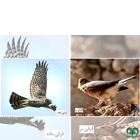 گونه قرقی Eurasian Sparrowhawk